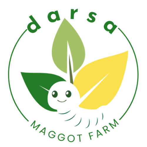 Budidaya Maggot BSF - Jakarta, Darsa Maggot Farm, Budidaya Maggot Pemula, makanan maggot bsf, budidaya maggot terdekat, bahaya budidaya maggot