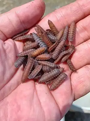 Budidaya Maggot BSF - Jakarta, Darsa Maggot Farm, Budidaya Maggot Pemula, makanan maggot bsf, budidaya maggot terdekat, bahaya budidaya maggot