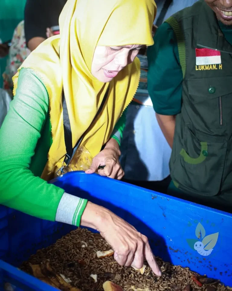 Budidaya Maggot BSF - Jakarta, Darsa Maggot Farm, Budidaya Maggot Pemula, makanan maggot bsf, budidaya maggot terdekat, bahaya budidaya maggot