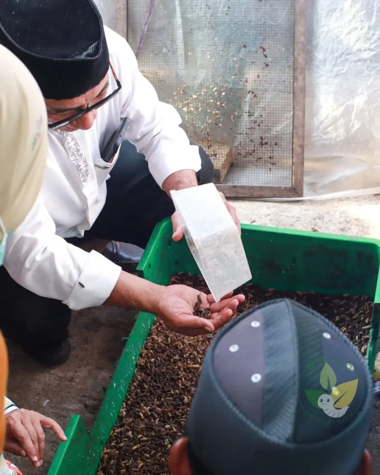 budidaya maggot terdekat, darsa maggot farm